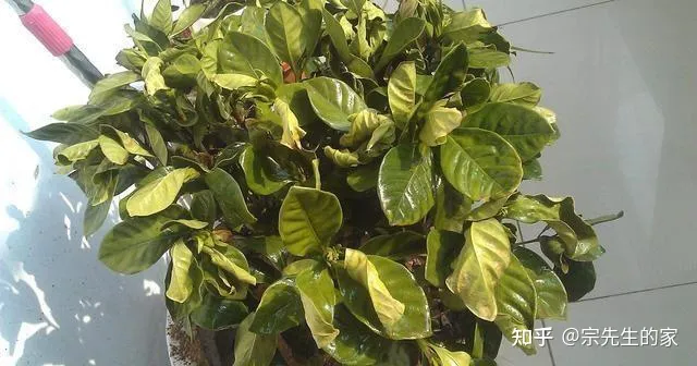 市场买花为什么养不活，5类“坑人花”，千万别买回家，一般人养不活，买了就是白扔钱