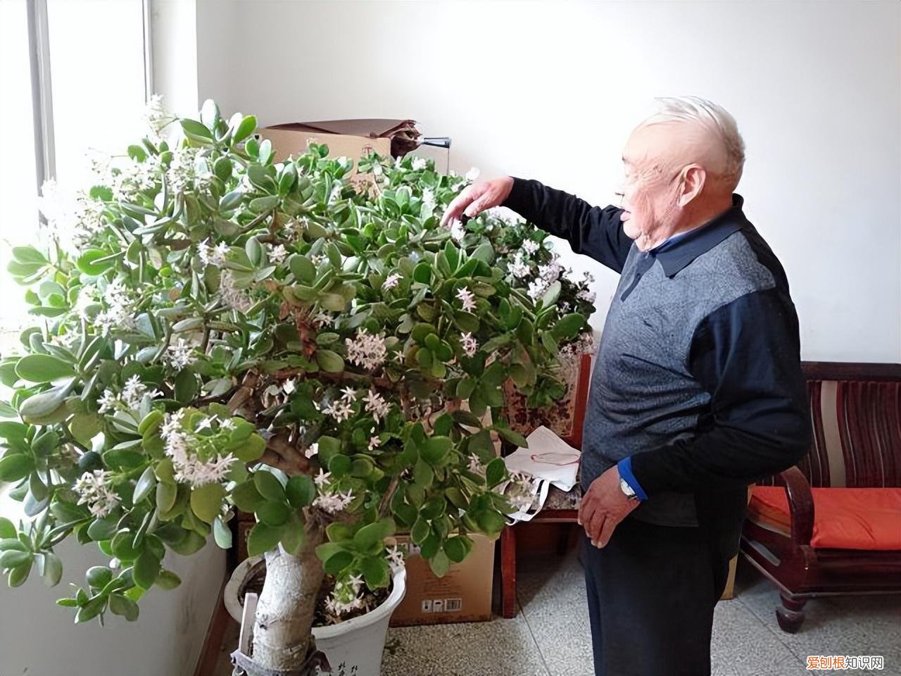 吉利花好养吗有毒吗，8种“吉利”花，必须用“小花盆”养，才能长成精品