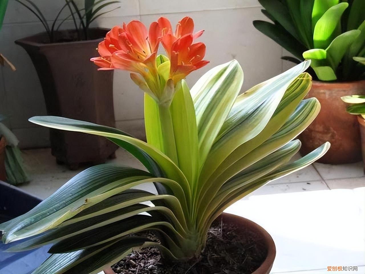 吉利花好养吗有毒吗，8种“吉利”花，必须用“小花盆”养，才能长成精品