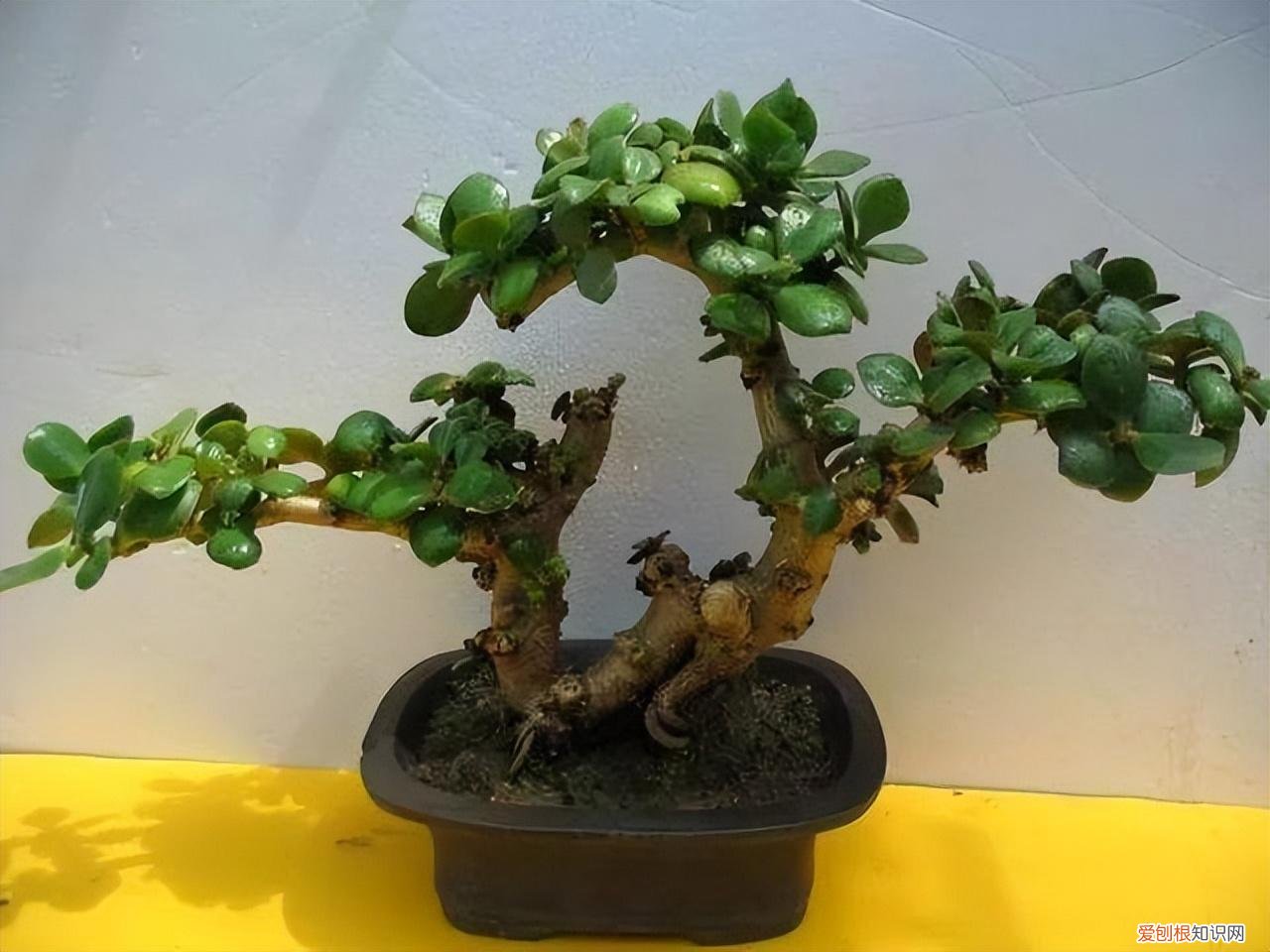 吉利花好养吗有毒吗，8种“吉利”花，必须用“小花盆”养，才能长成精品