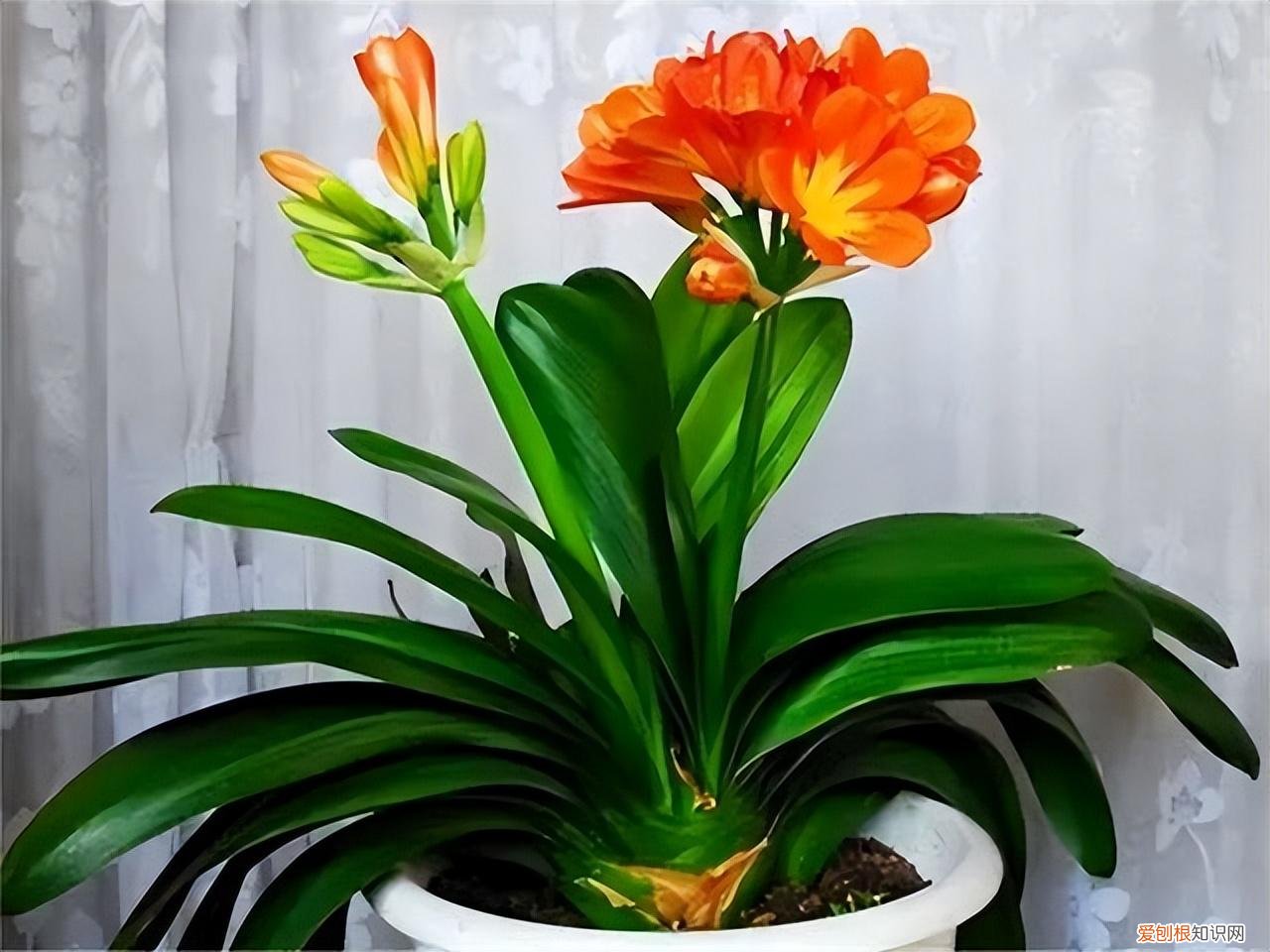 吉利花好养吗有毒吗，8种“吉利”花，必须用“小花盆”养，才能长成精品