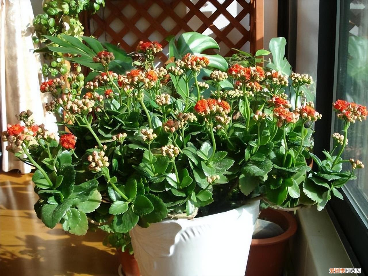 吉利花好养吗有毒吗，8种“吉利”花，必须用“小花盆”养，才能长成精品