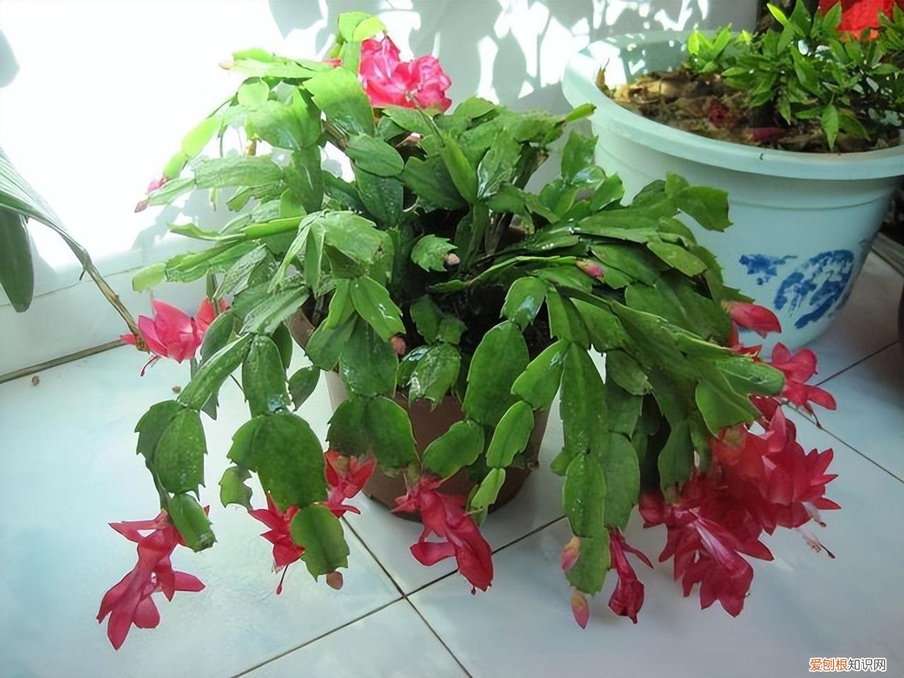 吉利花好养吗有毒吗，8种“吉利”花，必须用“小花盆”养，才能长成精品