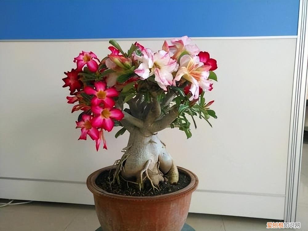 吉利花好养吗有毒吗，8种“吉利”花，必须用“小花盆”养，才能长成精品