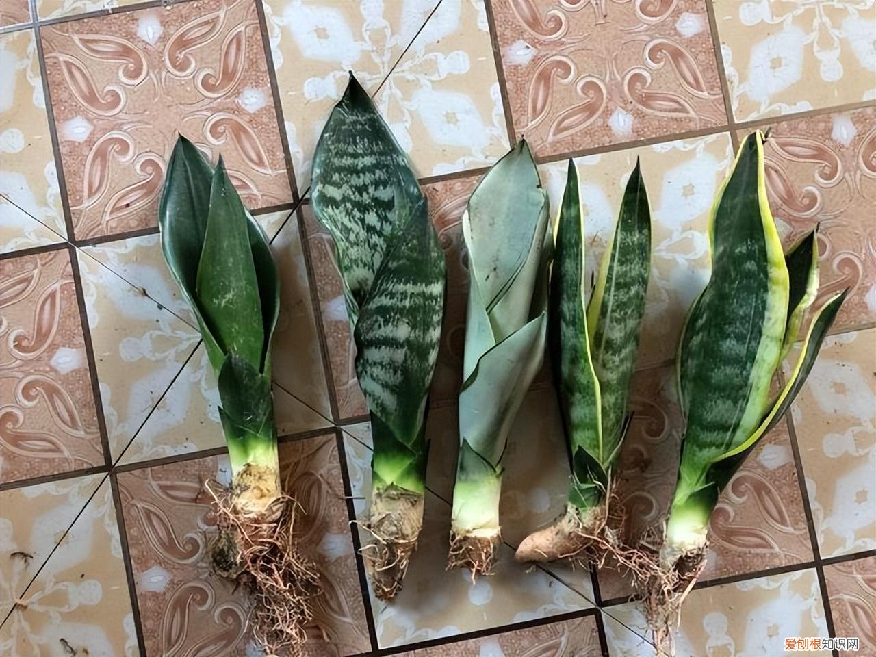 吉利花好养吗有毒吗，8种“吉利”花，必须用“小花盆”养，才能长成精品