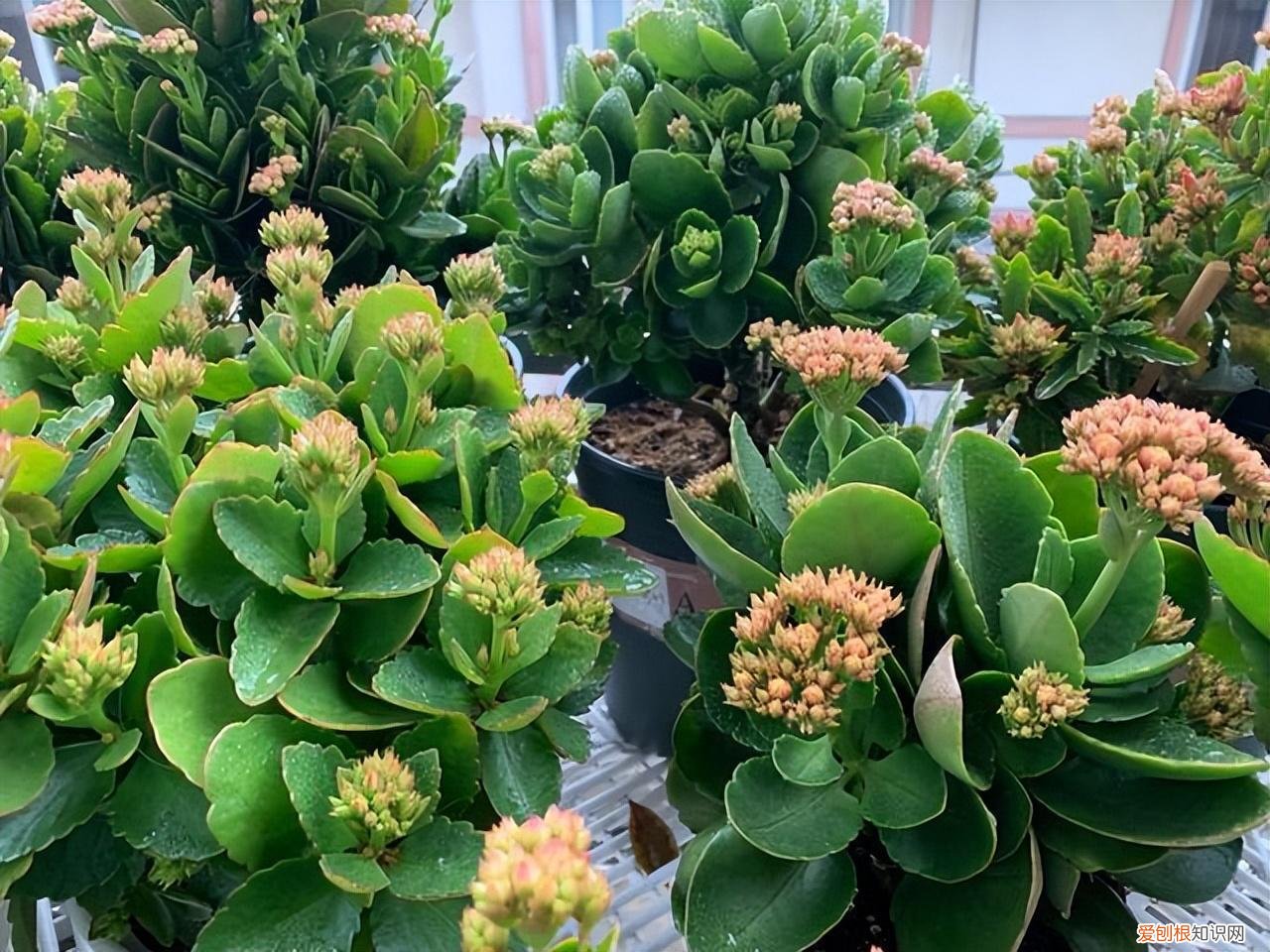 吉利花好养吗有毒吗，8种“吉利”花，必须用“小花盆”养，才能长成精品