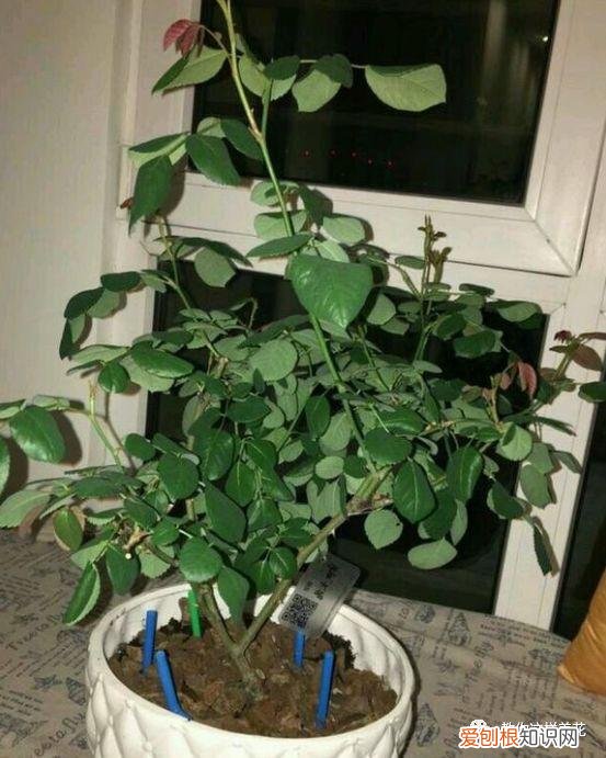 有的植物的叶子花儿会昼开夜合这种现象叫，花儿长不好，来个“人工呼吸”，叶子像翡翠，5年不烂根