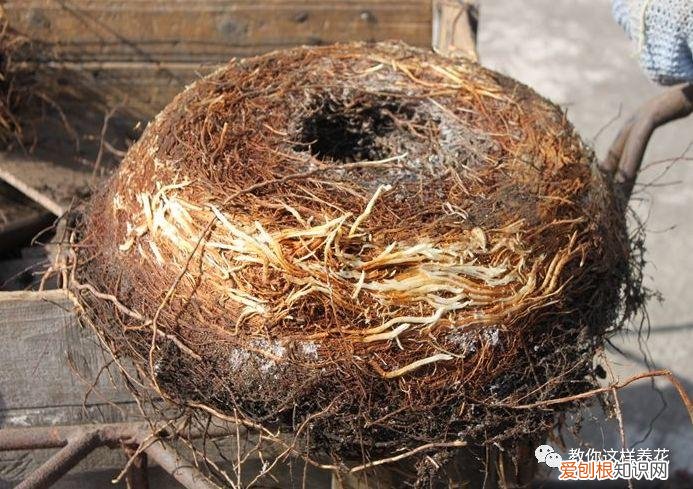 有的植物的叶子花儿会昼开夜合这种现象叫，花儿长不好，来个“人工呼吸”，叶子像翡翠，5年不烂根