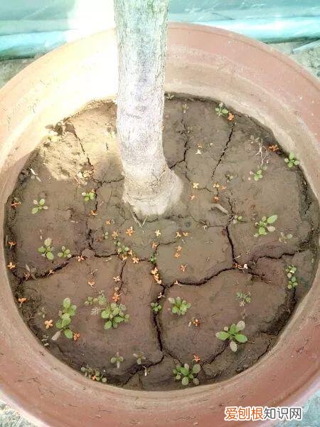 有的植物的叶子花儿会昼开夜合这种现象叫，花儿长不好，来个“人工呼吸”，叶子像翡翠，5年不烂根