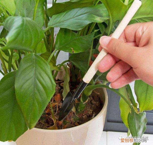 有的植物的叶子花儿会昼开夜合这种现象叫，花儿长不好，来个“人工呼吸”，叶子像翡翠，5年不烂根
