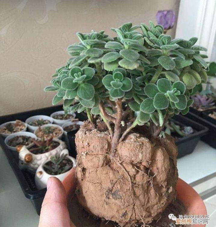 有的植物的叶子花儿会昼开夜合这种现象叫，花儿长不好，来个“人工呼吸”，叶子像翡翠，5年不烂根