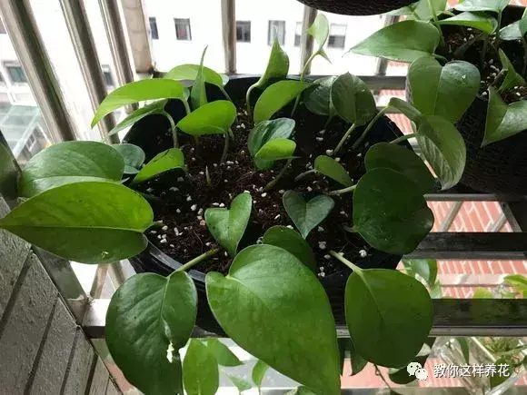 绿萝满屋爬影响风水吗，张大姐养绿萝，1个小窍门，1年爬满墙，阳台放不下