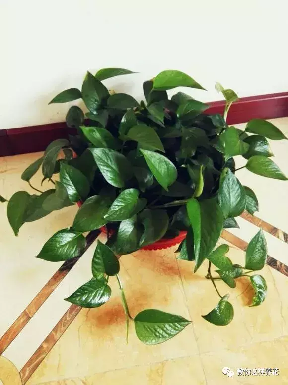 绿萝满屋爬影响风水吗，张大姐养绿萝，1个小窍门，1年爬满墙，阳台放不下