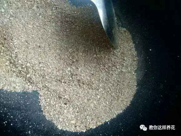 卧室能放绿萝吊兰吗，天津大姐养绿萝吊兰，1个小技巧，1年养出100盆，太厉害了！