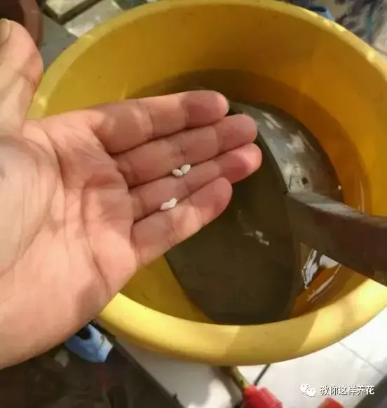 卧室能放绿萝吊兰吗，天津大姐养绿萝吊兰，1个小技巧，1年养出100盆，太厉害了！