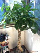 给花长期浇水的方法，老花匠总结了7点浇水“窍门”，5分钟学会，一生受用