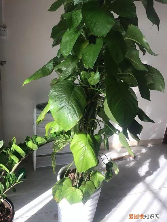 给花长期浇水的方法,老花匠总结了7点浇水“窍门”,5分钟学会,一生受用