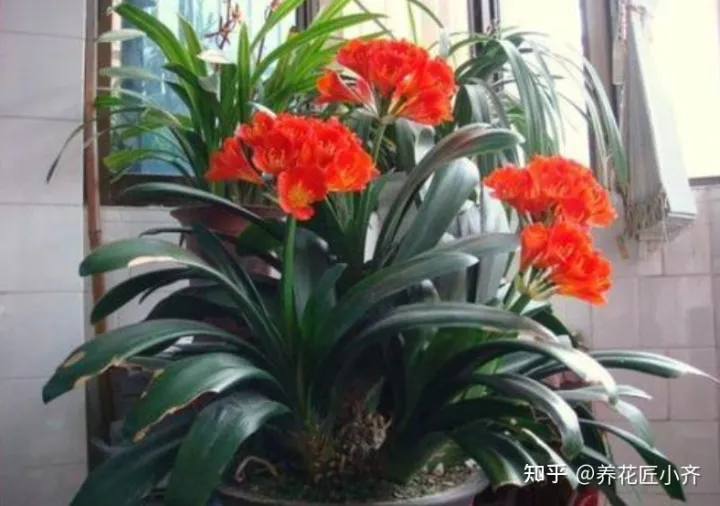 能把花养好的人说明什么，都说人养花，花也养人，前提要养好花，这几个小技巧，高手都在用