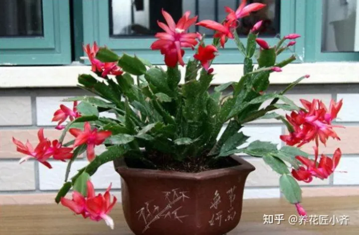 能把花养好的人说明什么，都说人养花，花也养人，前提要养好花，这几个小技巧，高手都在用