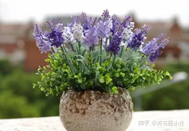 能把花养好的人说明什么，都说人养花，花也养人，前提要养好花，这几个小技巧，高手都在用