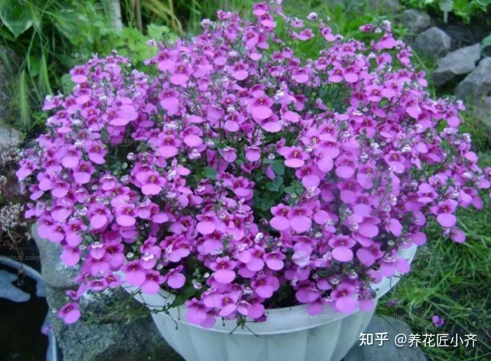 能把花养好的人说明什么，都说人养花，花也养人，前提要养好花，这几个小技巧，高手都在用
