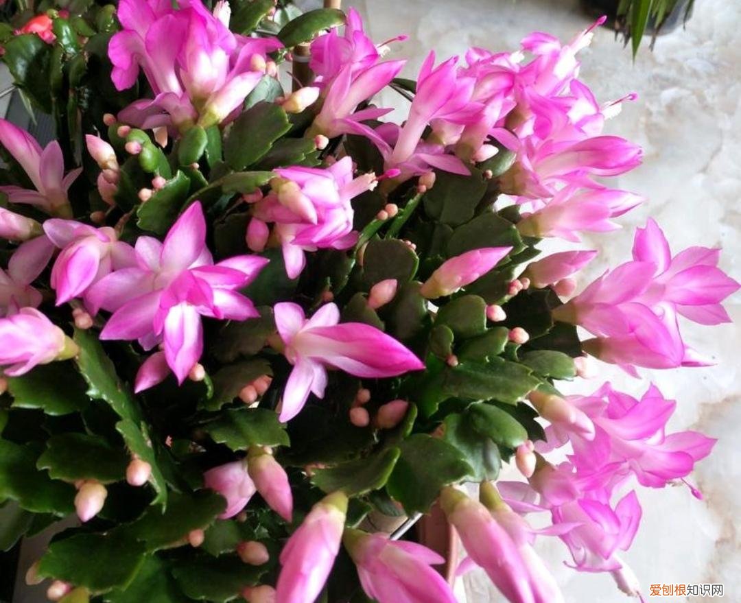 最皮实好养的花,5种花“皮实好养”,开花还漂亮,适合新手养