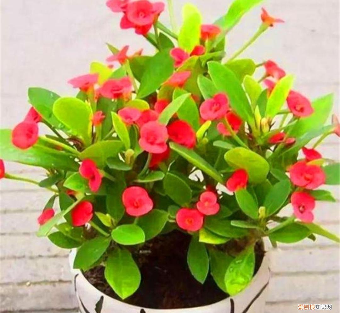 最皮实好养的花,5种花“皮实好养”,开花还漂亮,适合新手养