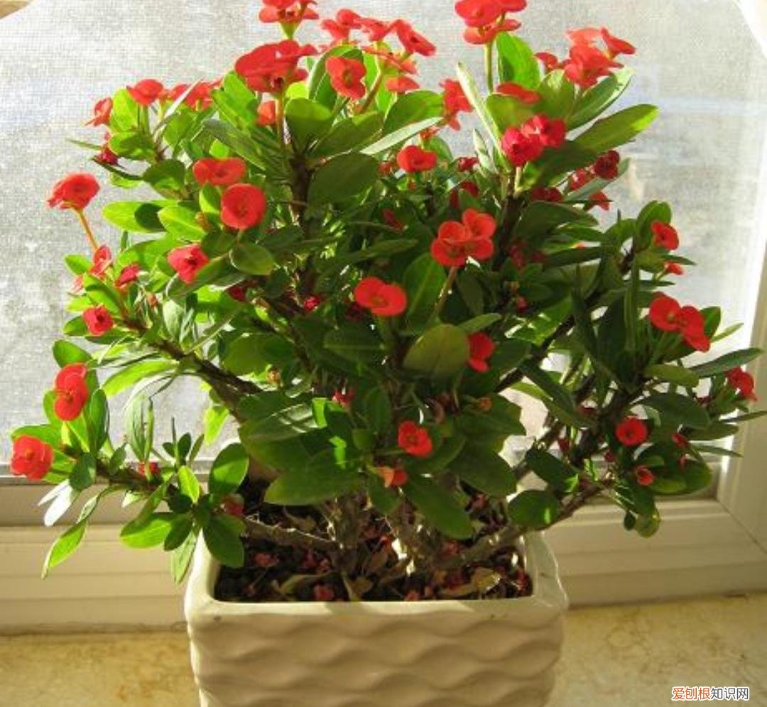 最皮实好养的花,5种花“皮实好养”,开花还漂亮,适合新手养