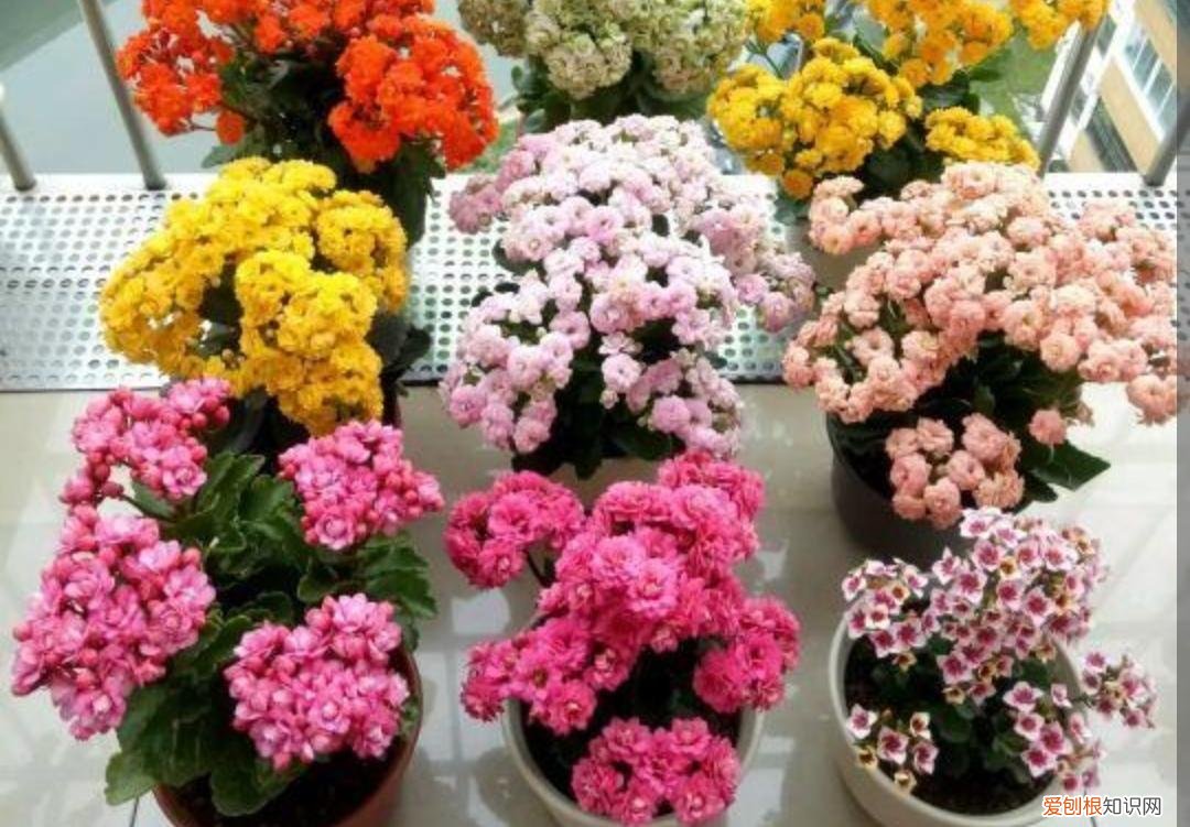 最皮实好养的花,5种花“皮实好养”,开花还漂亮,适合新手养