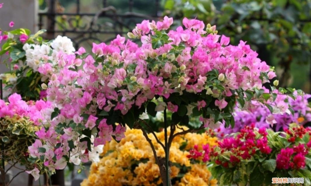 最皮实好养的花,5种花“皮实好养”,开花还漂亮,适合新手养