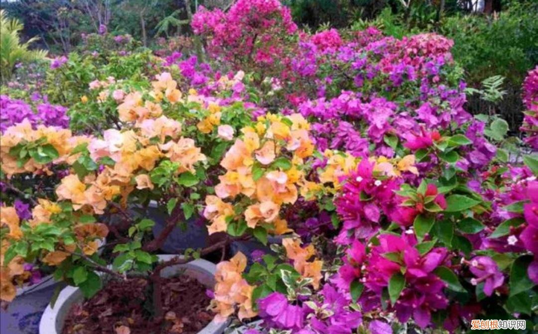 最皮实好养的花,5种花“皮实好养”,开花还漂亮,适合新手养