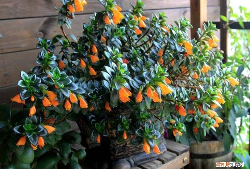 最皮实好养的花,5种花“皮实好养”,开花还漂亮,适合新手养