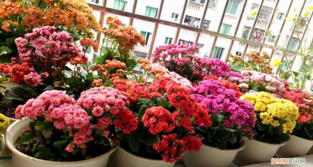 最皮实好养的花,5种花“皮实好养”,开花还漂亮,适合新手养