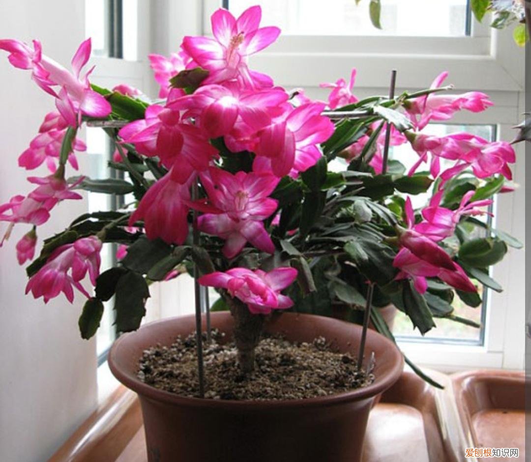最皮实好养的花,5种花“皮实好养”,开花还漂亮,适合新手养