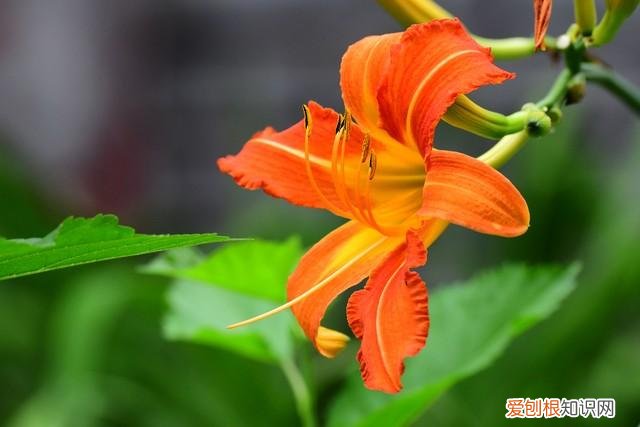 对身体好的花卉植物，身体不好，“赶紧”养5种花，好养好看，关键是“有益健康”