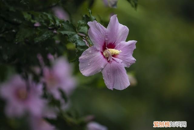 对身体好的花卉植物，身体不好，“赶紧”养5种花，好养好看，关键是“有益健康”