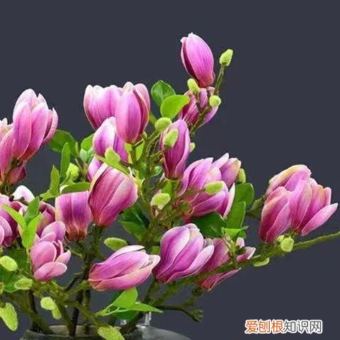 对身体好的花卉植物，身体不好，“赶紧”养5种花，好养好看，关键是“有益健康”