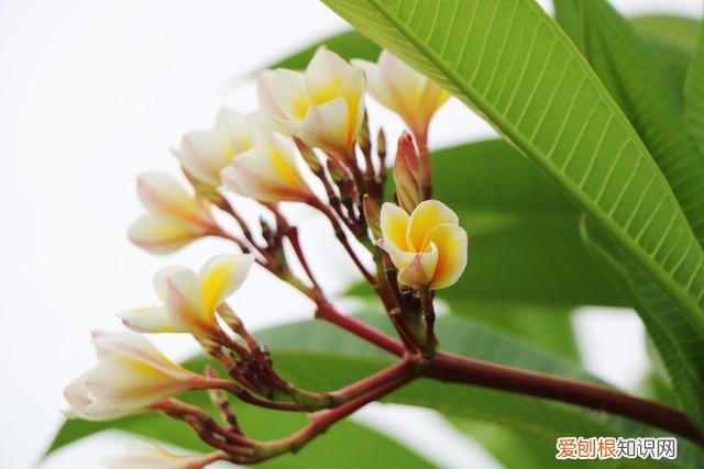 对身体好的花卉植物，身体不好，“赶紧”养5种花，好养好看，关键是“有益健康”