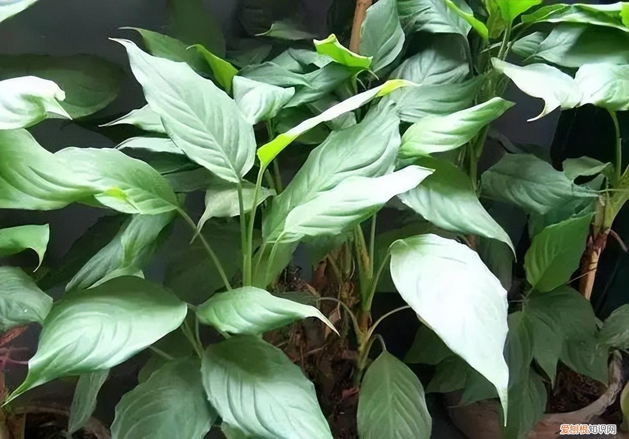 如何养护花卉植物，30种常见花卉养护大全，够用一辈子