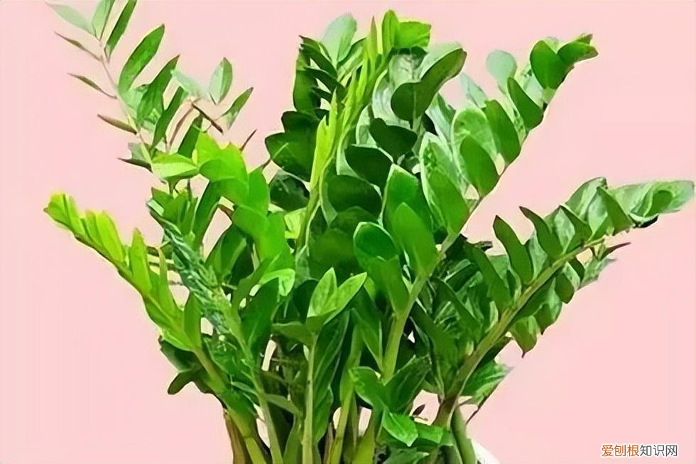 如何养护花卉植物，30种常见花卉养护大全，够用一辈子
