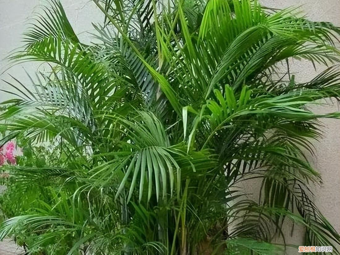 如何养护花卉植物，30种常见花卉养护大全，够用一辈子