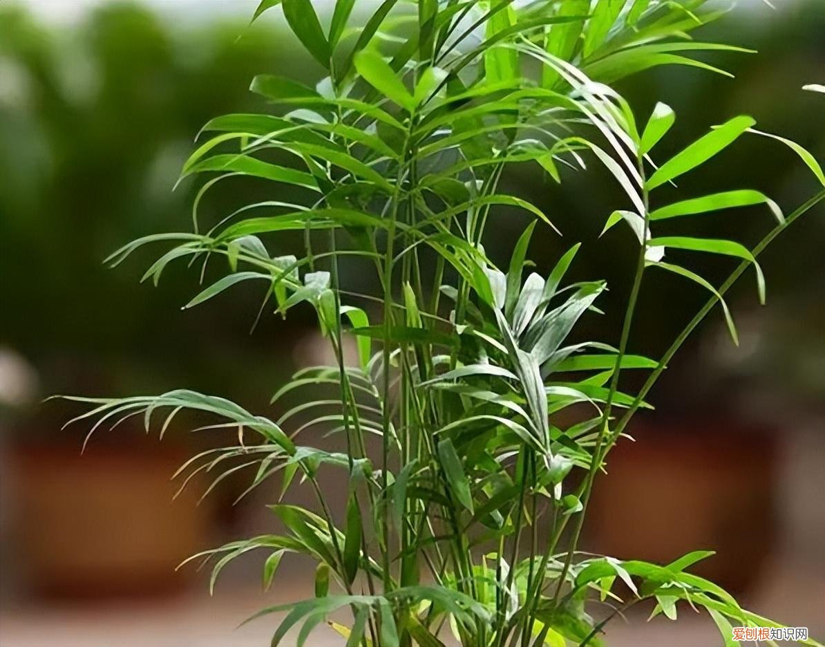 如何养护花卉植物，30种常见花卉养护大全，够用一辈子