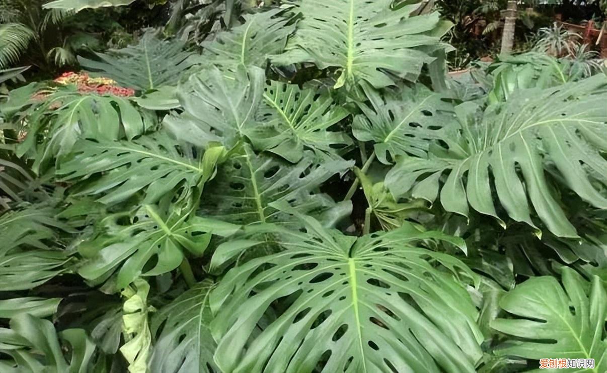 如何养护花卉植物，30种常见花卉养护大全，够用一辈子