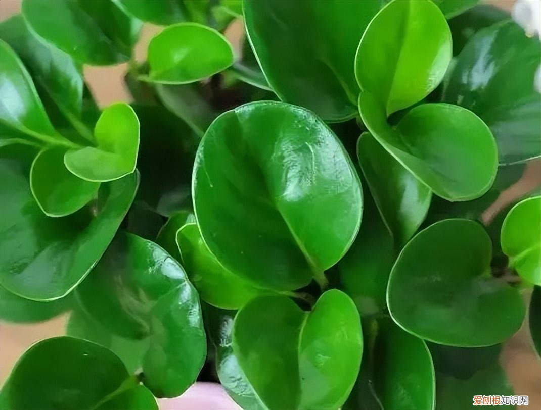 如何养护花卉植物，30种常见花卉养护大全，够用一辈子