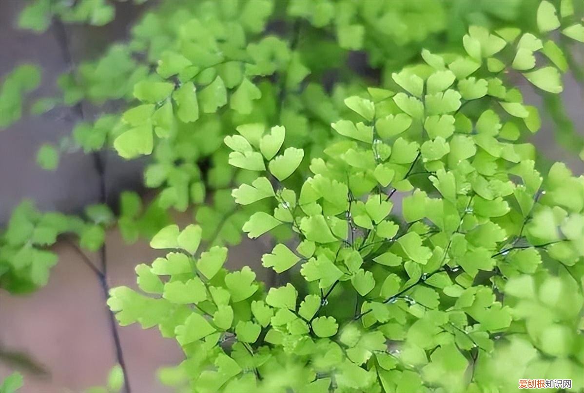 如何养护花卉植物，30种常见花卉养护大全，够用一辈子