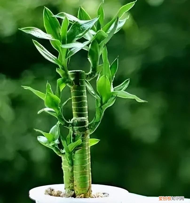 如何养护花卉植物，30种常见花卉养护大全，够用一辈子