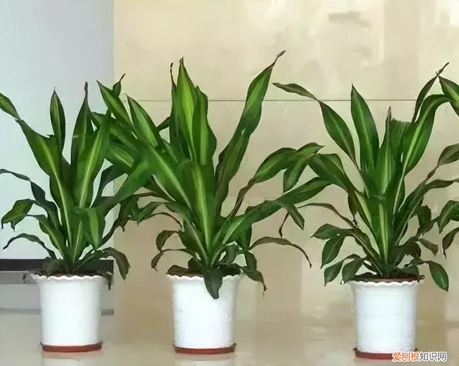 如何养护花卉植物，30种常见花卉养护大全，够用一辈子
