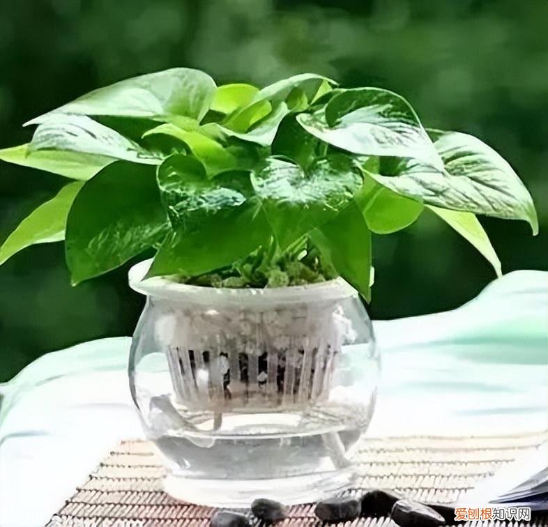 如何养护花卉植物，30种常见花卉养护大全，够用一辈子