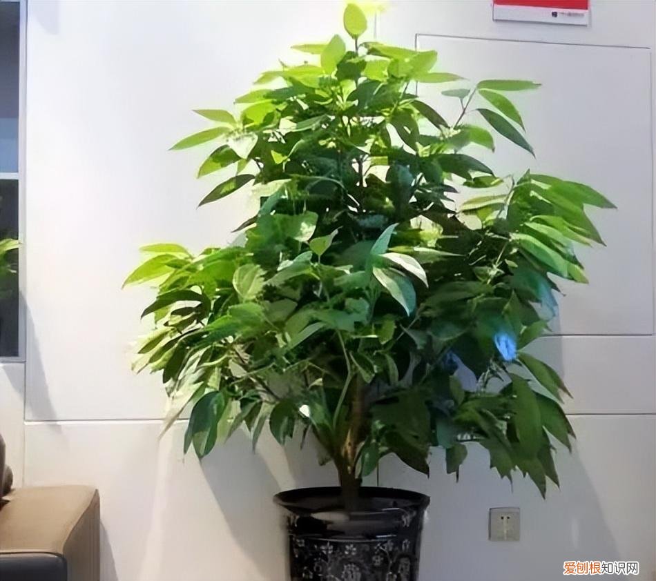 如何养护花卉植物，30种常见花卉养护大全，够用一辈子