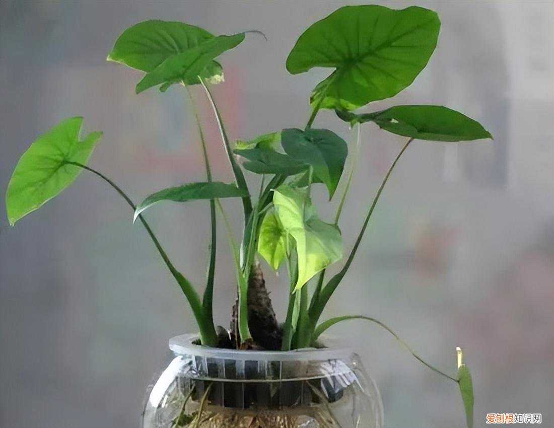 如何养护花卉植物，30种常见花卉养护大全，够用一辈子